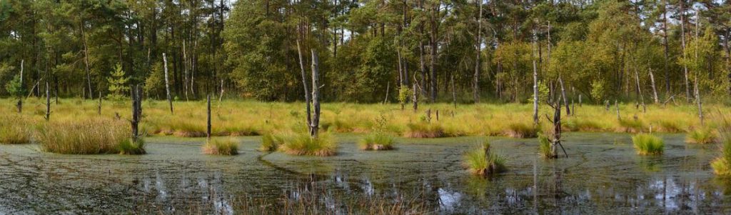 wetlandy
